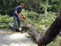 Best Emergency Tree Removal Services  in USA